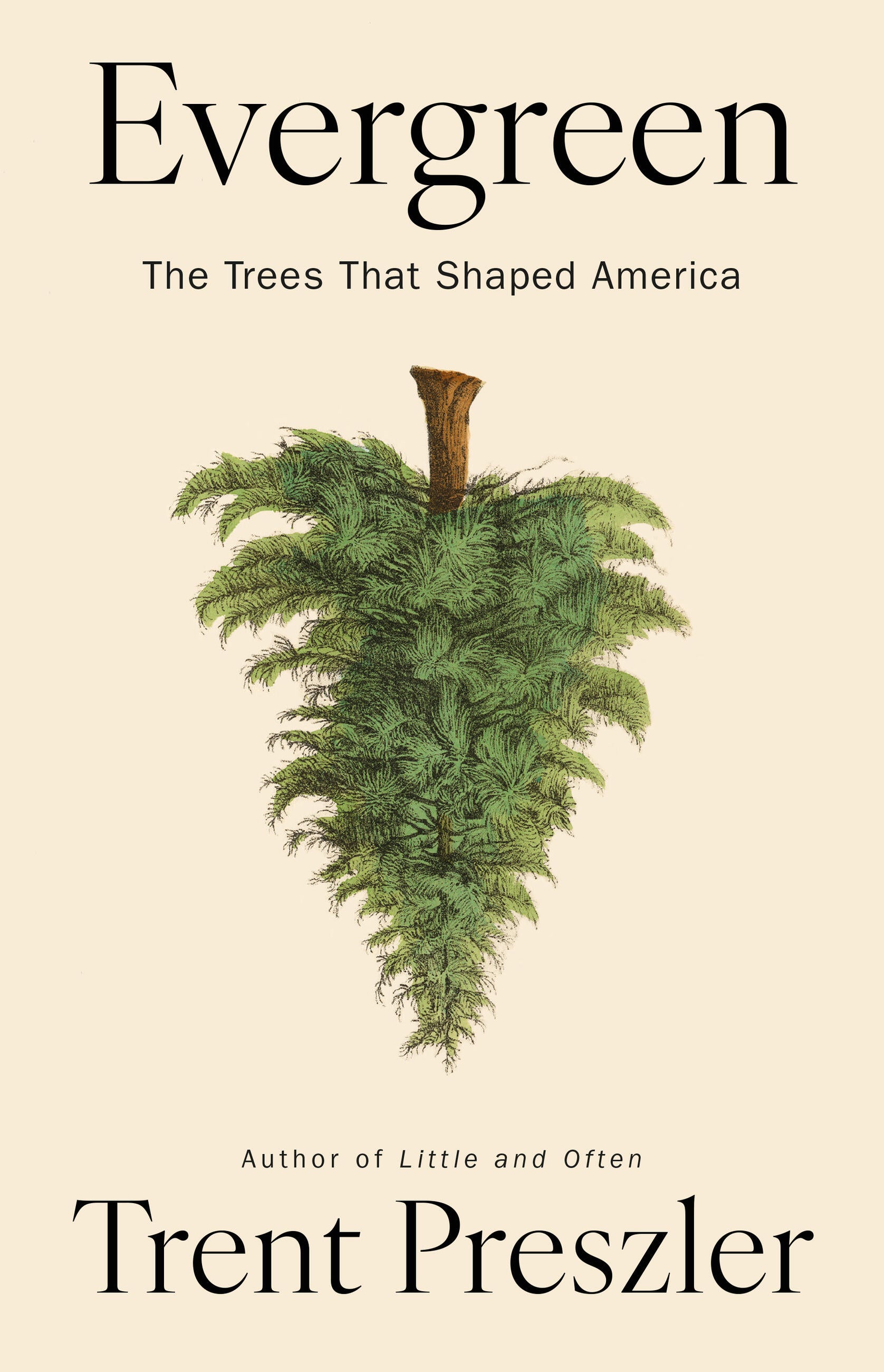 Evergreen